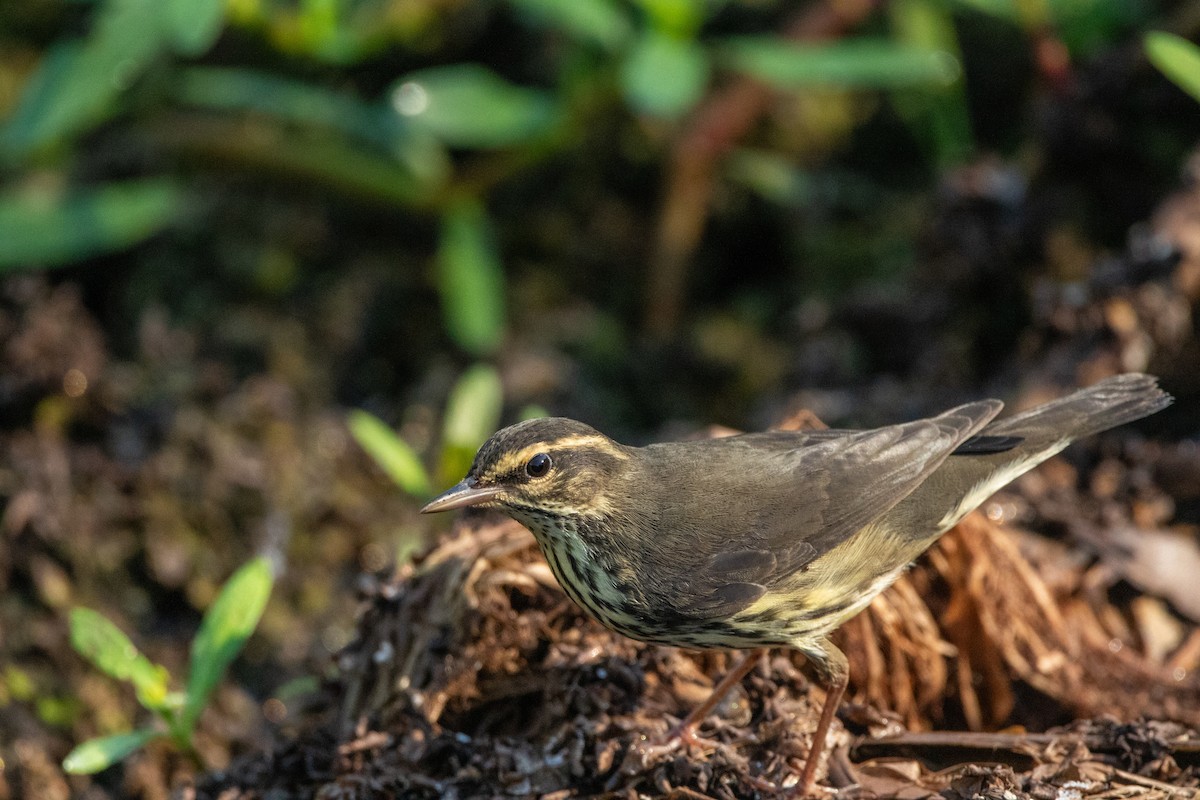 Northern Waterthrush - ML641773286