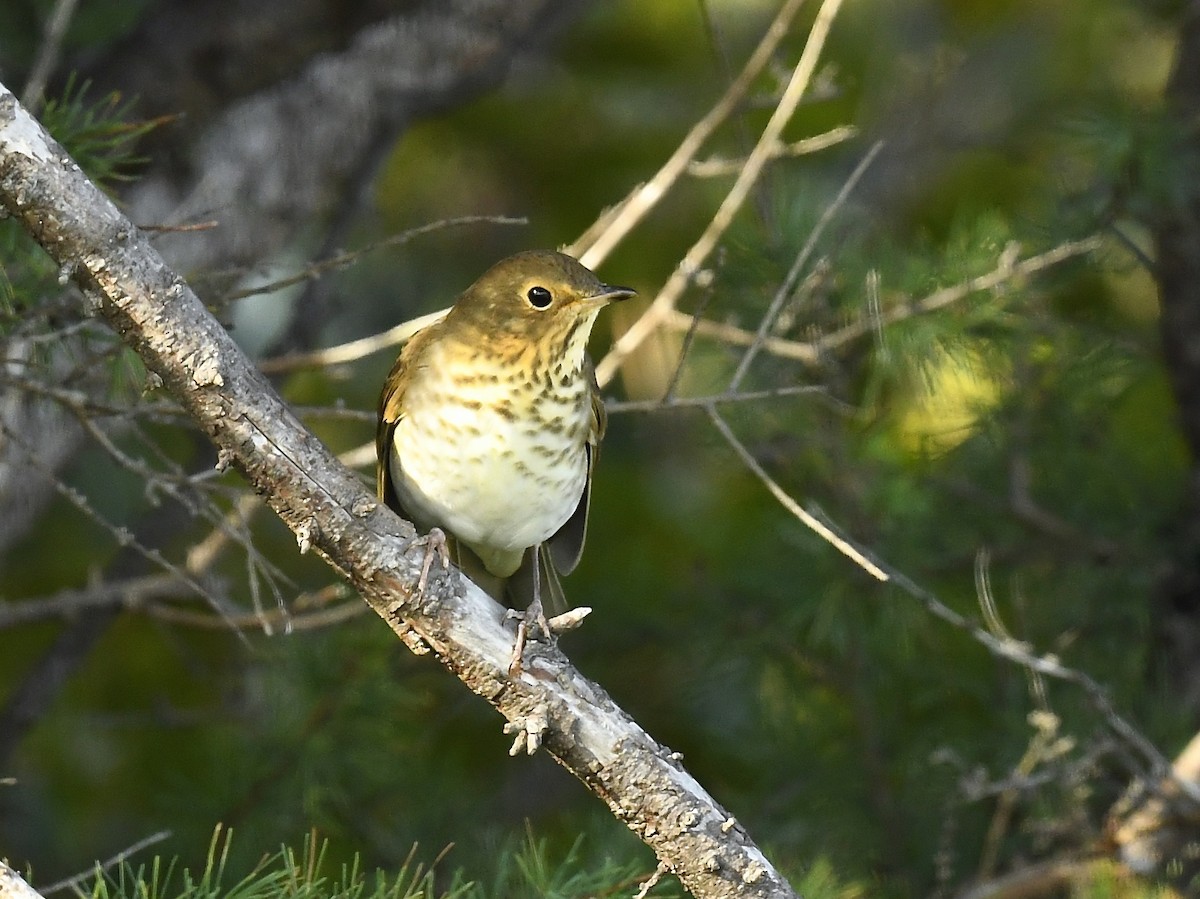 Swainson's Thrush - ML641773287