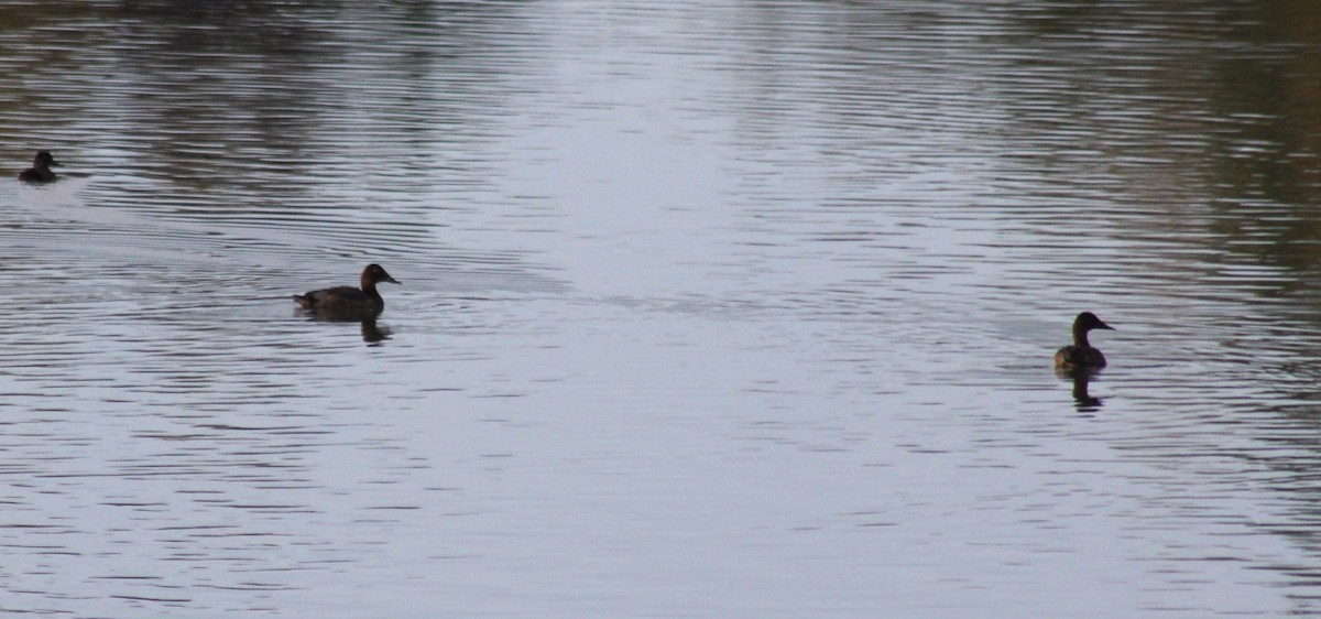 Canvasback - ML641773290