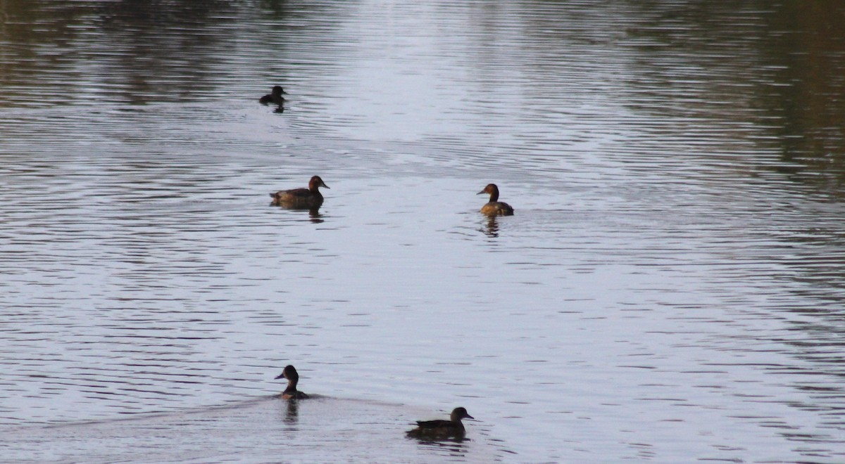 Canvasback - ML641773291