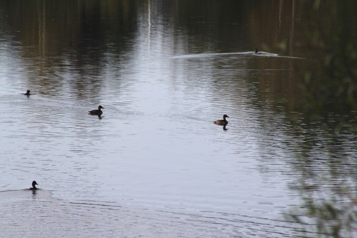 Canvasback - ML641773292