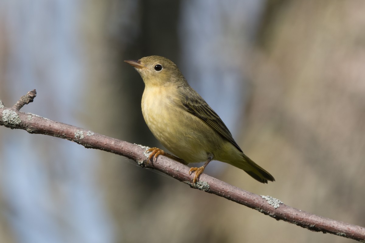 Yellow Warbler - ML641773298