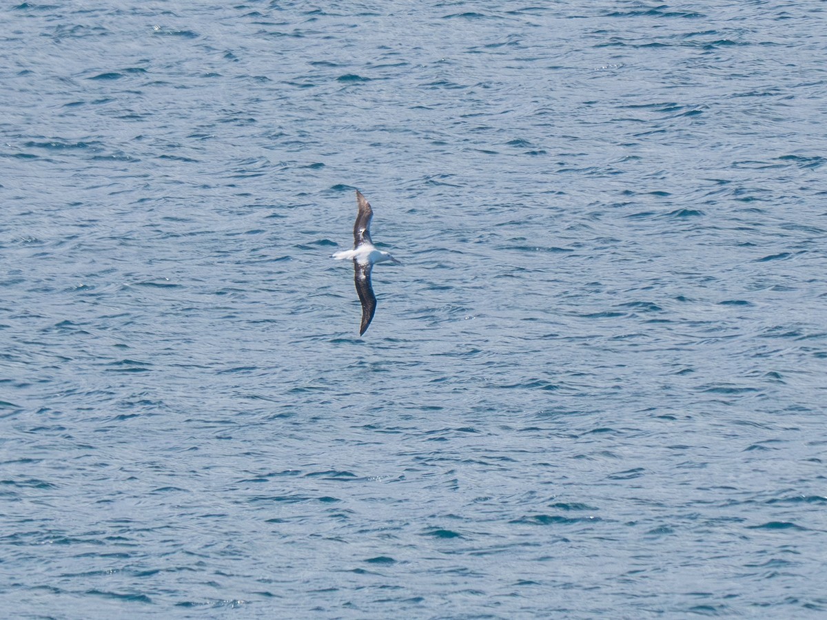 Southern Royal Albatross - ML641773302