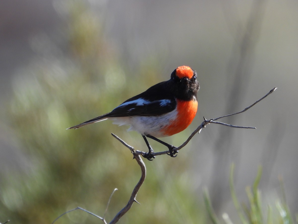 Red-capped Robin - ML641773307