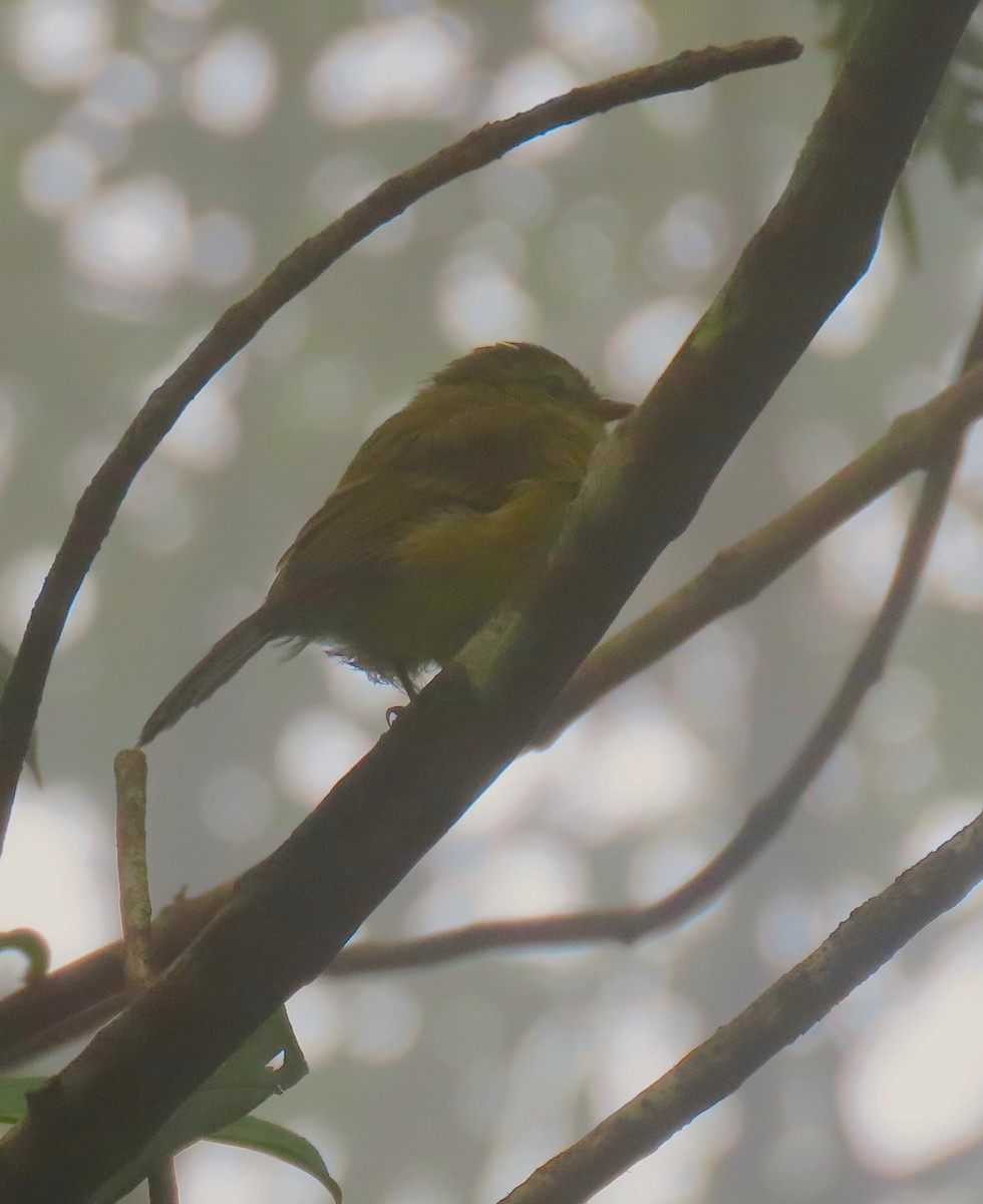 Flavescent Flycatcher - ML641773308