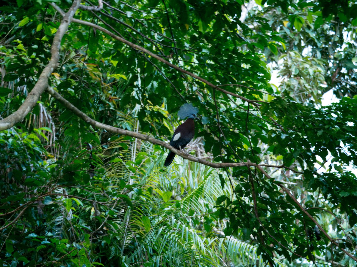 Sclater's Crowned-Pigeon - ML641773326