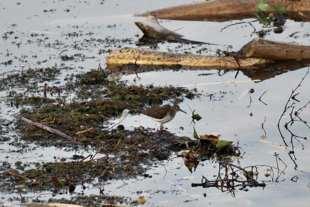 Solitary Sandpiper - ML641773339