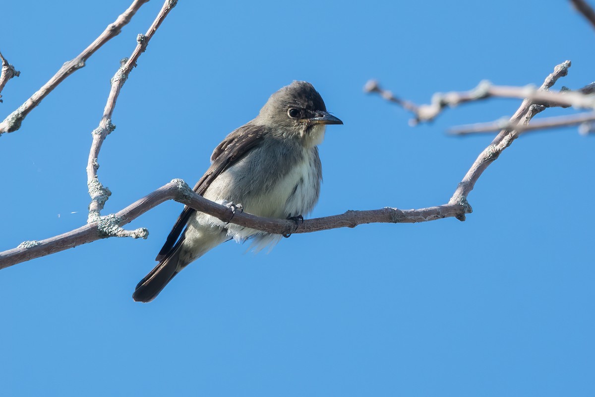 Olive-sided Flycatcher - ML641773447