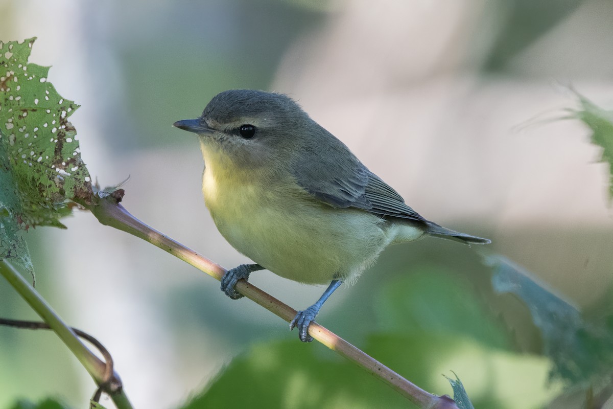 Philadelphia Vireo - ML641773466