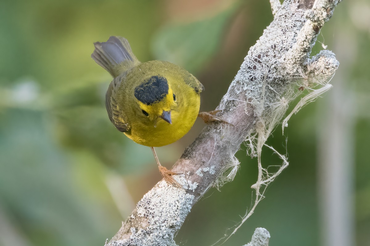 Wilson's Warbler - ML641773478