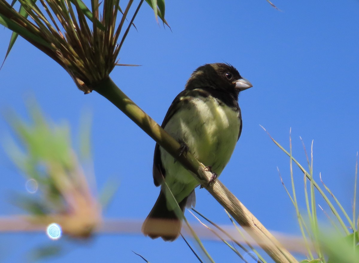Yellow-bellied Seedeater - ML641773506
