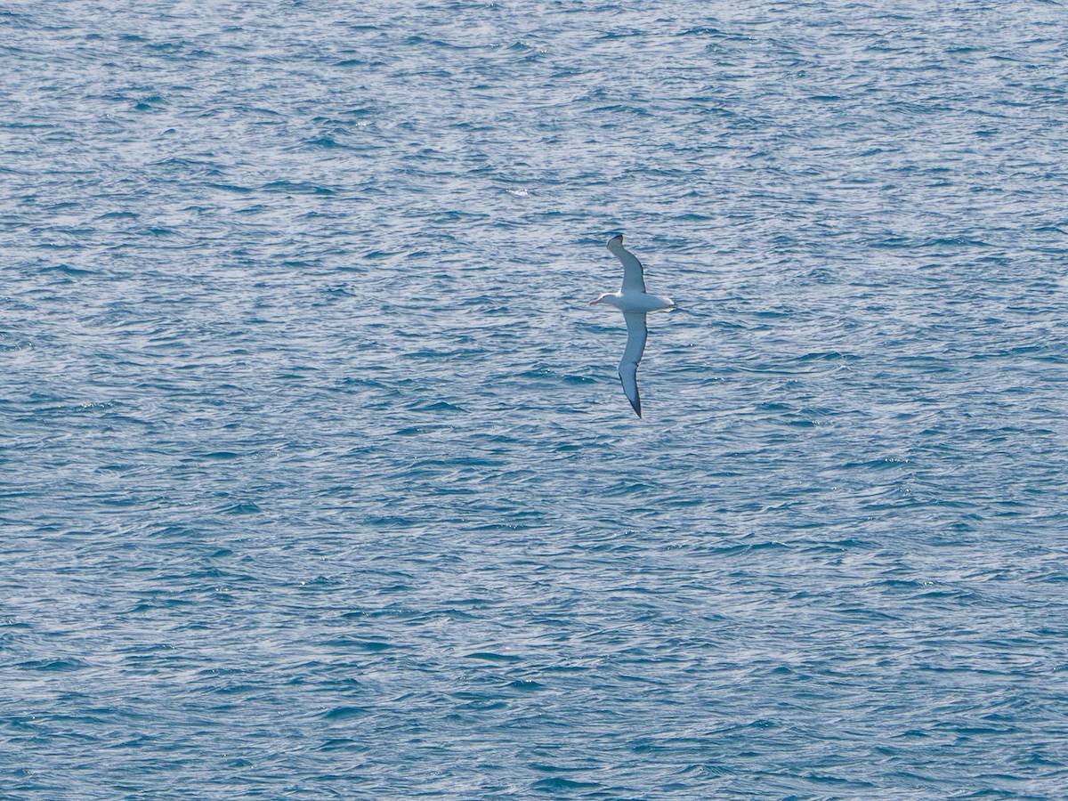 Southern Royal Albatross - ML641773516