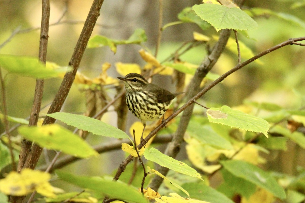 Northern Waterthrush - ML641773519