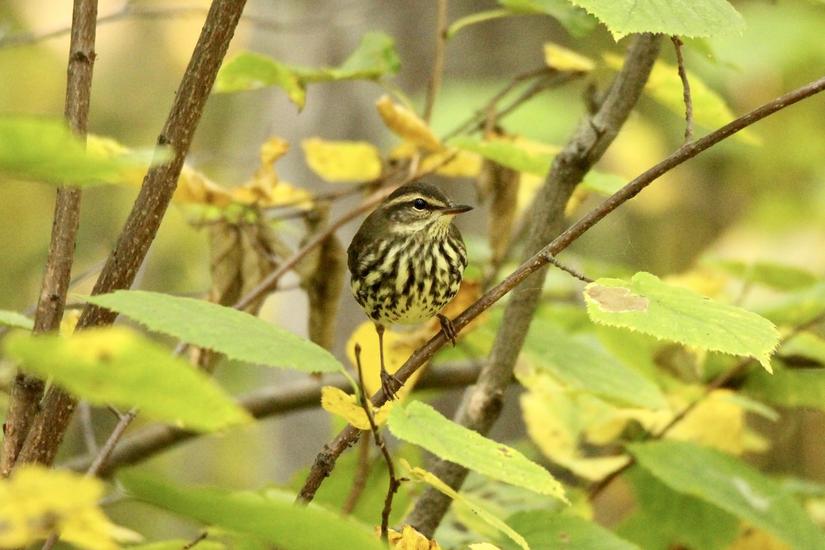 Northern Waterthrush - ML641773520