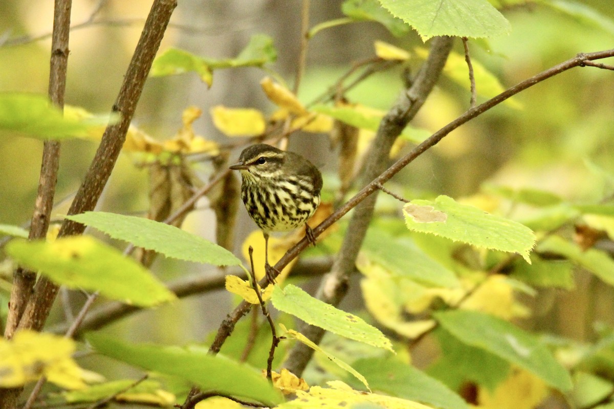 Northern Waterthrush - ML641773521