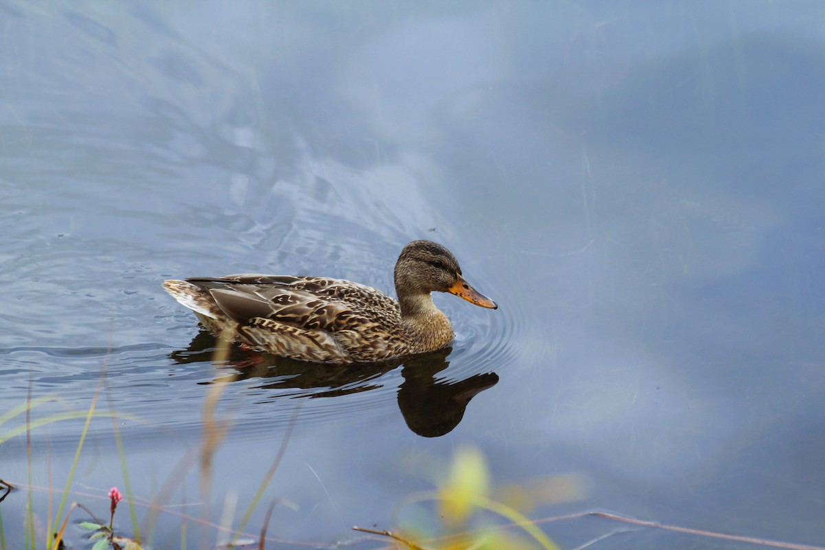 Mallard - ML641773523
