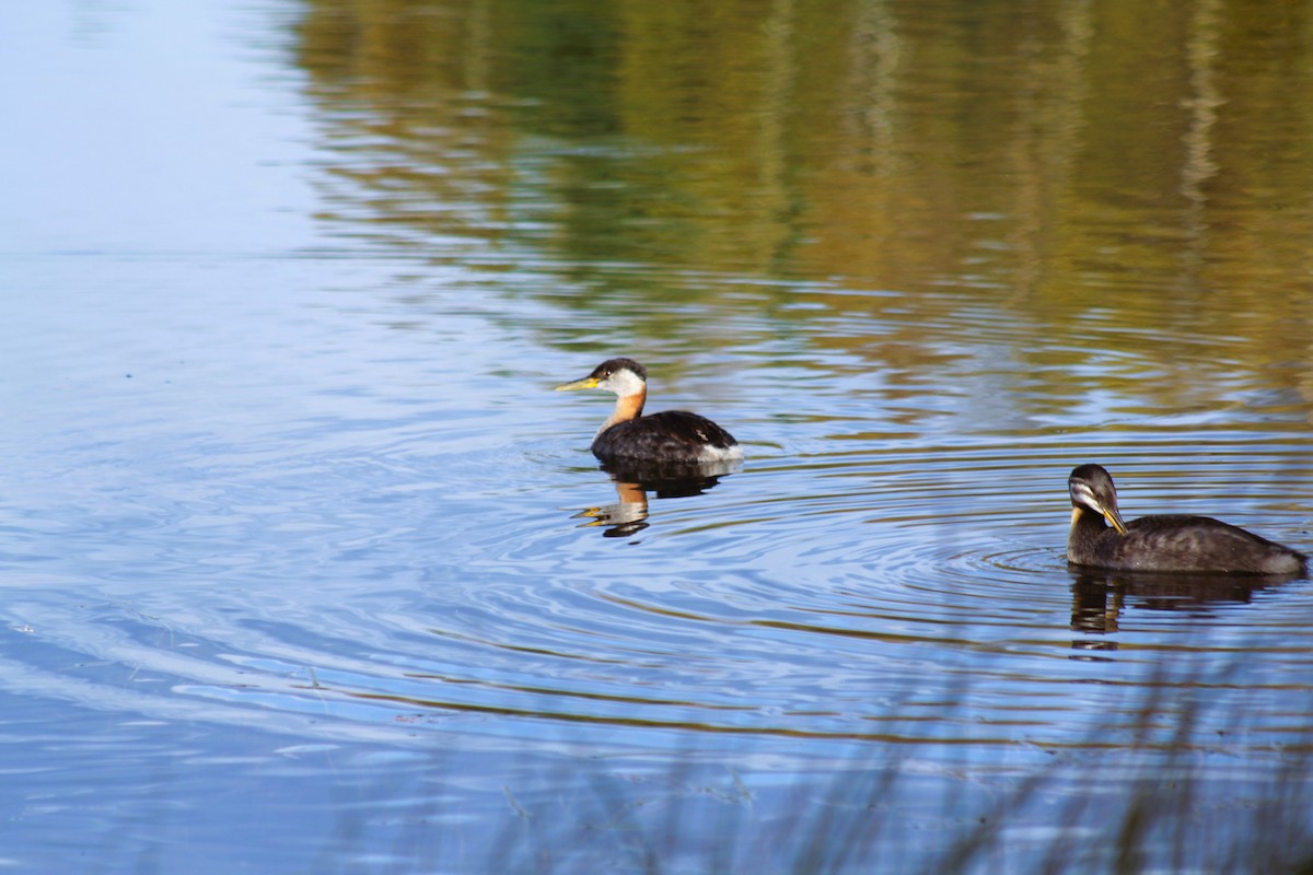 Red-necked Grebe - ML641773530