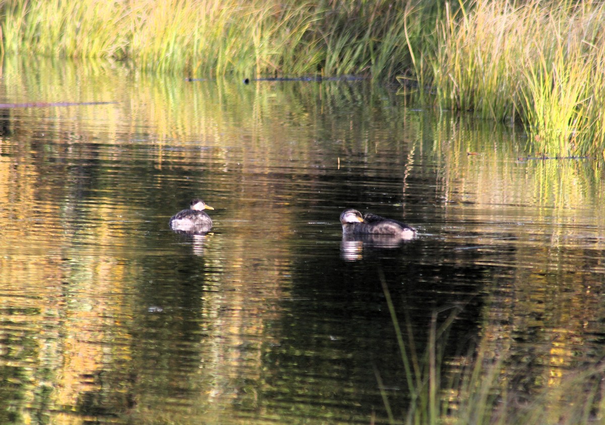 Red-necked Grebe - ML641773531