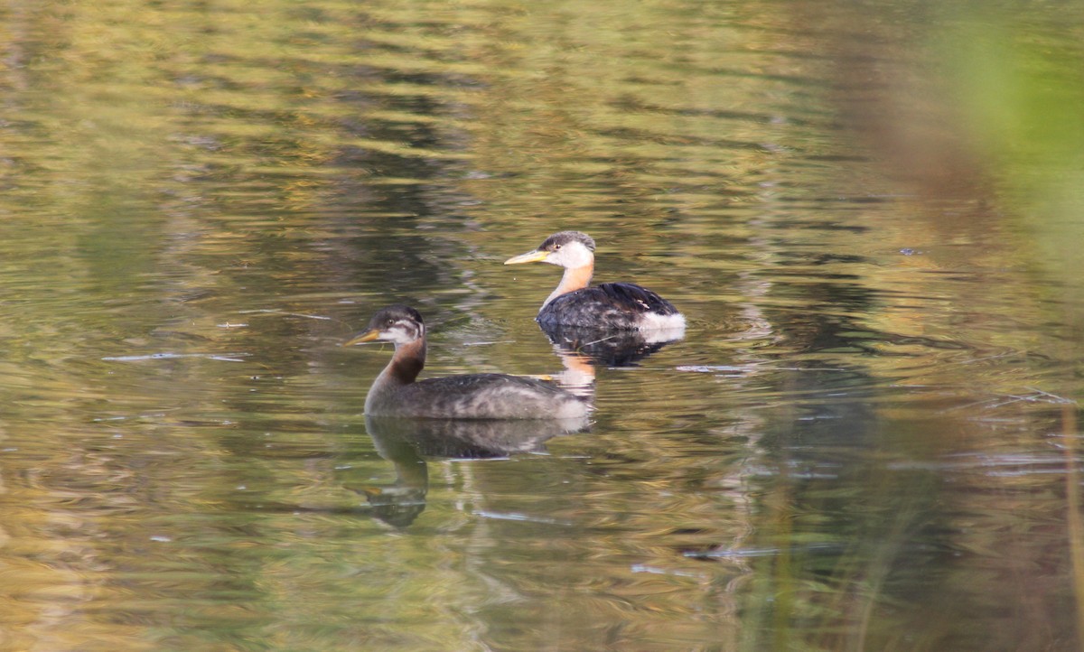 Red-necked Grebe - ML641773532