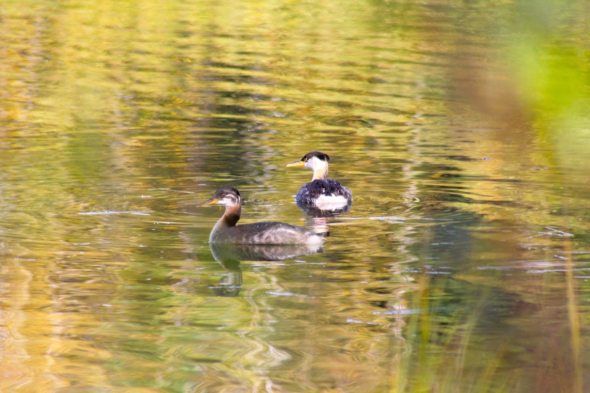 Red-necked Grebe - ML641773533
