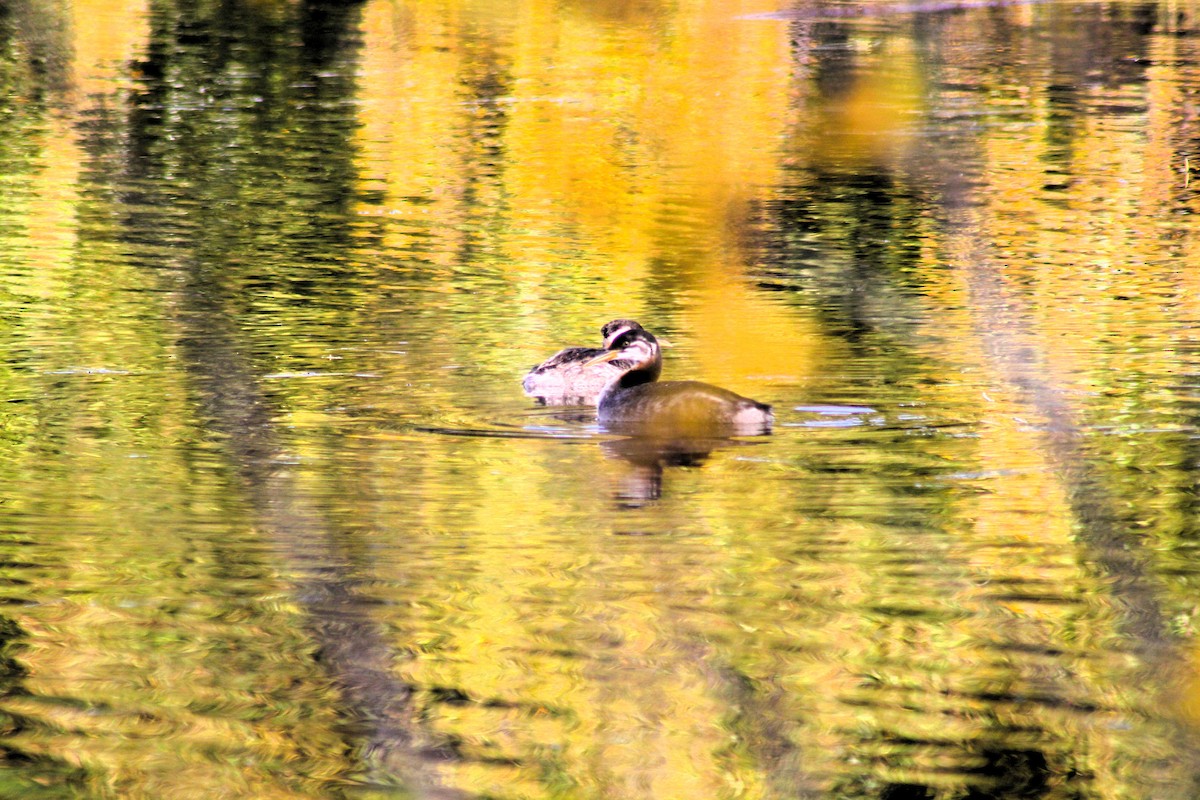 Red-necked Grebe - ML641773534