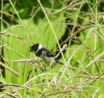 Morelet Tohumculu - ML641773537
