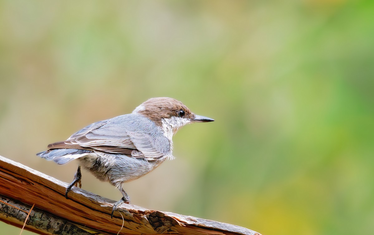 Brown-headed Nuthatch - ML641773557