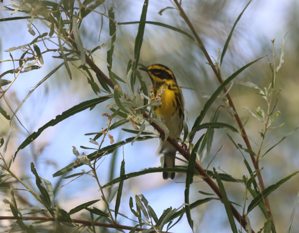 Townsend's Warbler - ML641773558