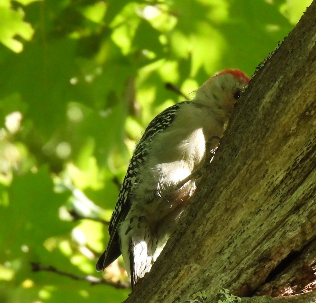 Red-bellied Woodpecker - ML641773559