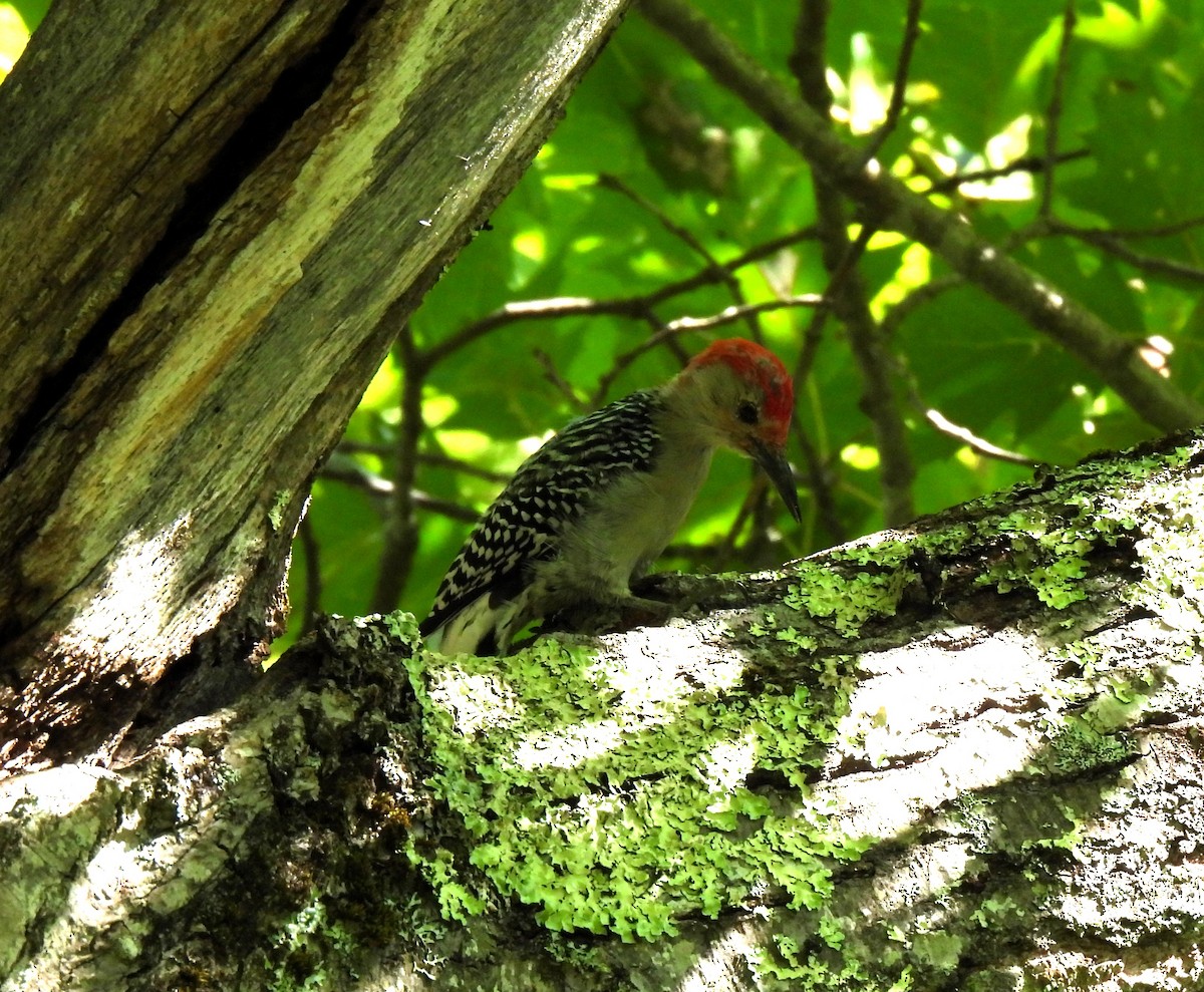 Red-bellied Woodpecker - ML641773560