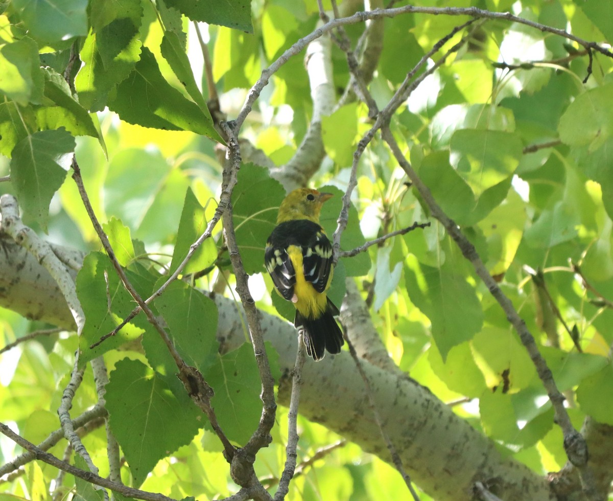 Western Tanager - ML641773586