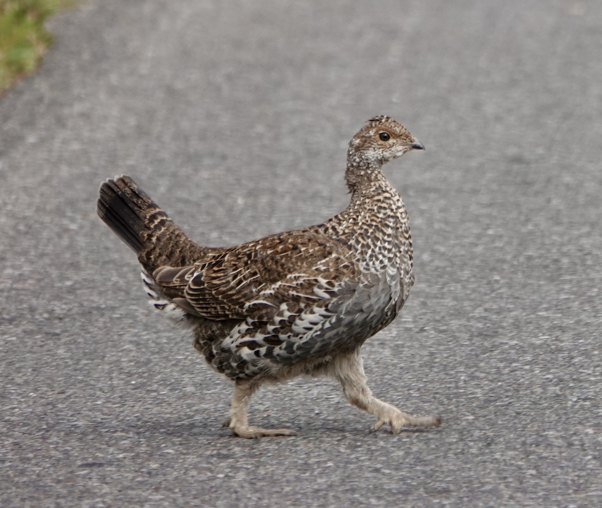 Dusky Grouse - ML641773602