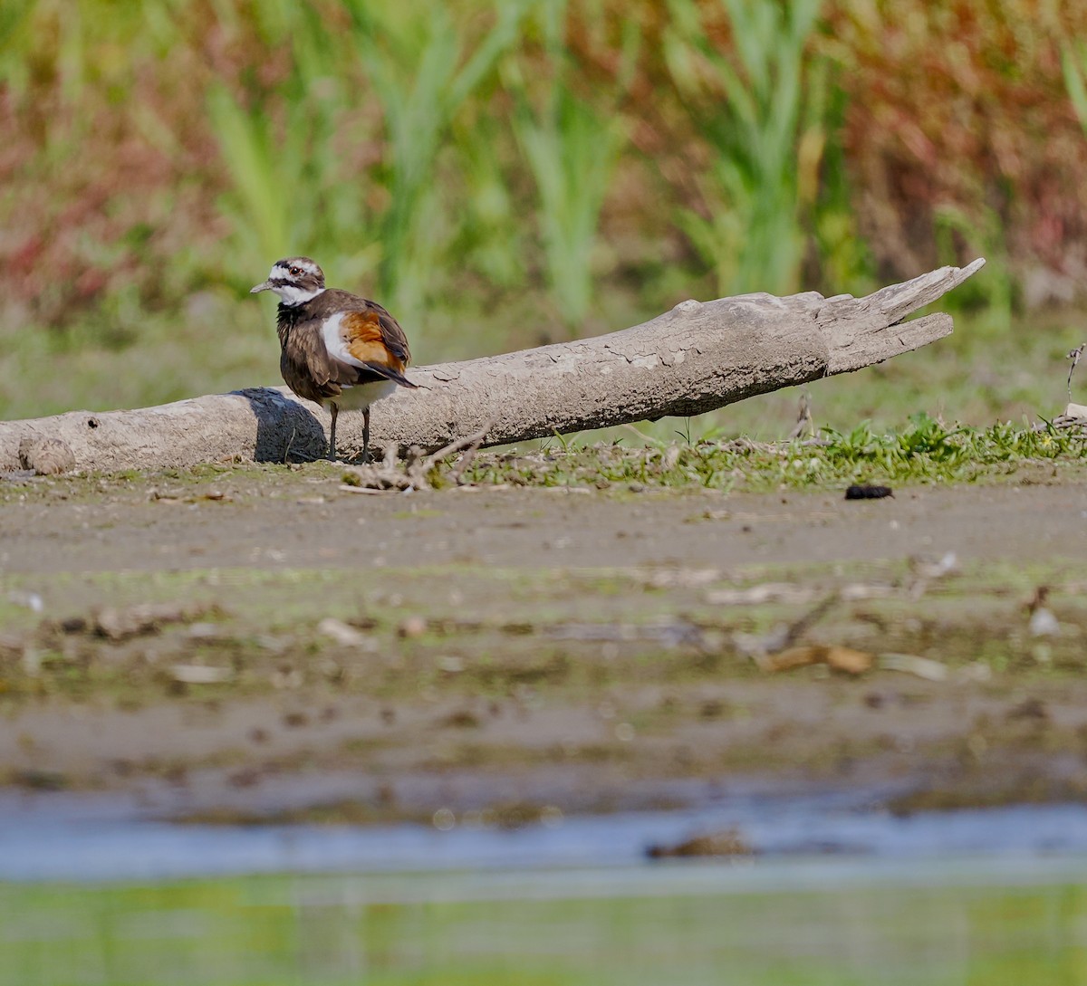 Killdeer - ML641773629