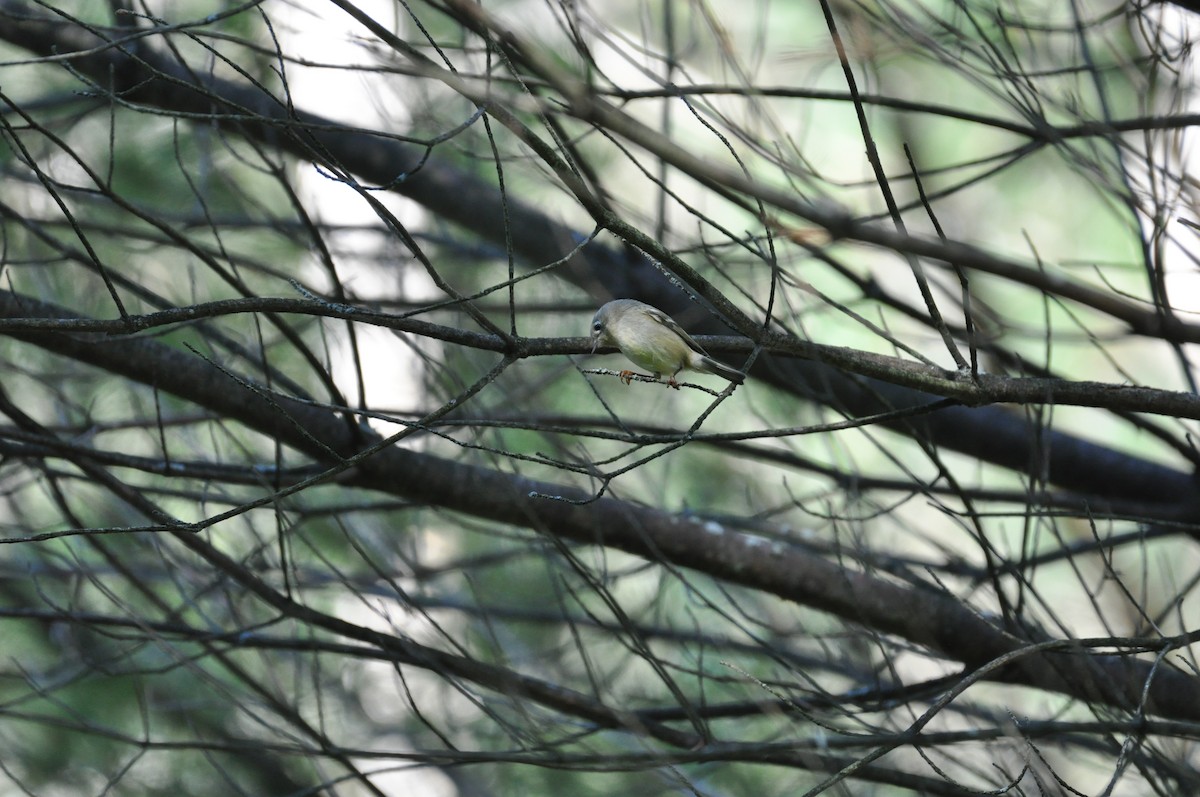 Ruby-crowned Kinglet - ML641773646