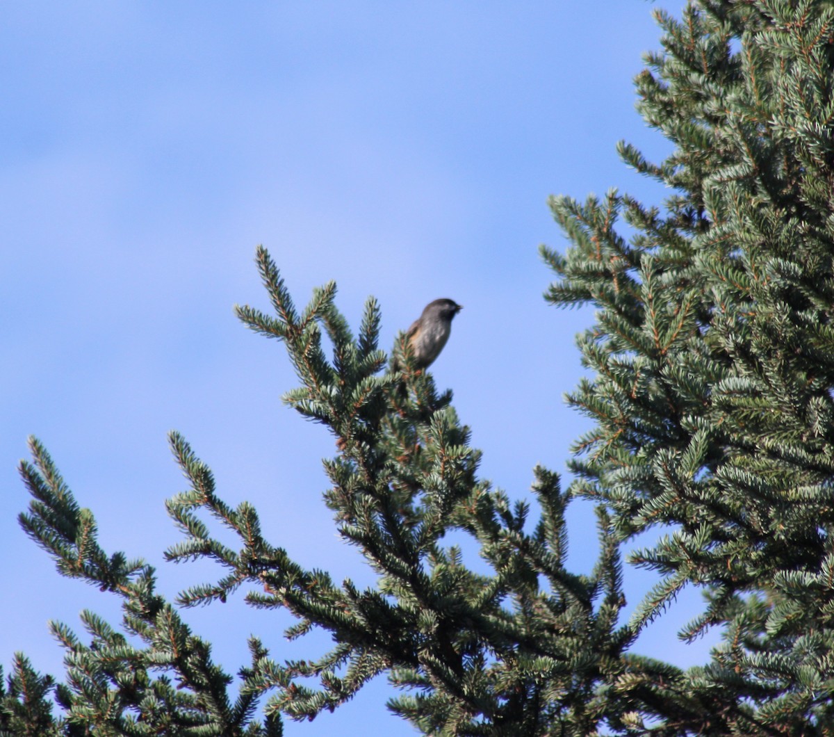 Boreal Chickadee - ML641773657
