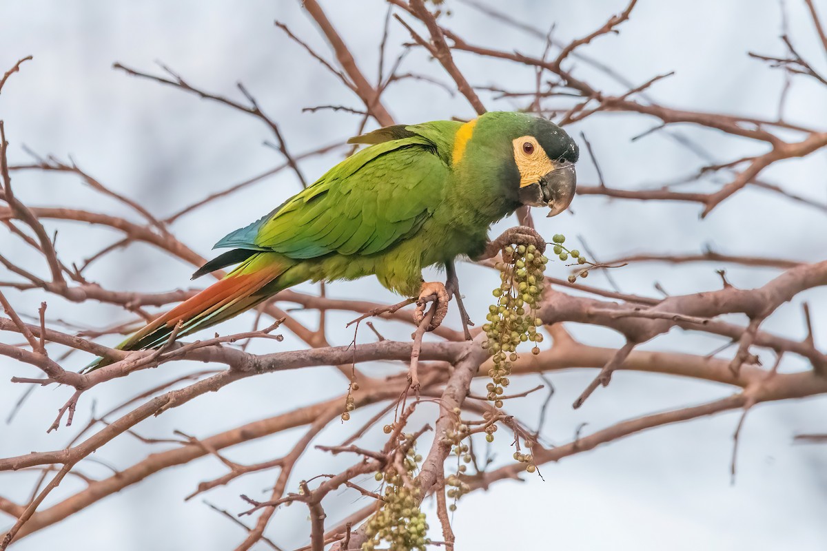 Yellow-collared Macaw - ML641773664