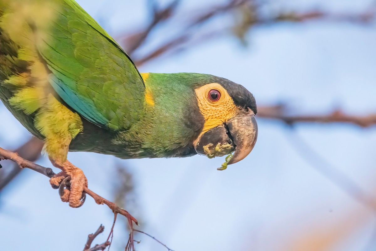 Yellow-collared Macaw - ML641773665
