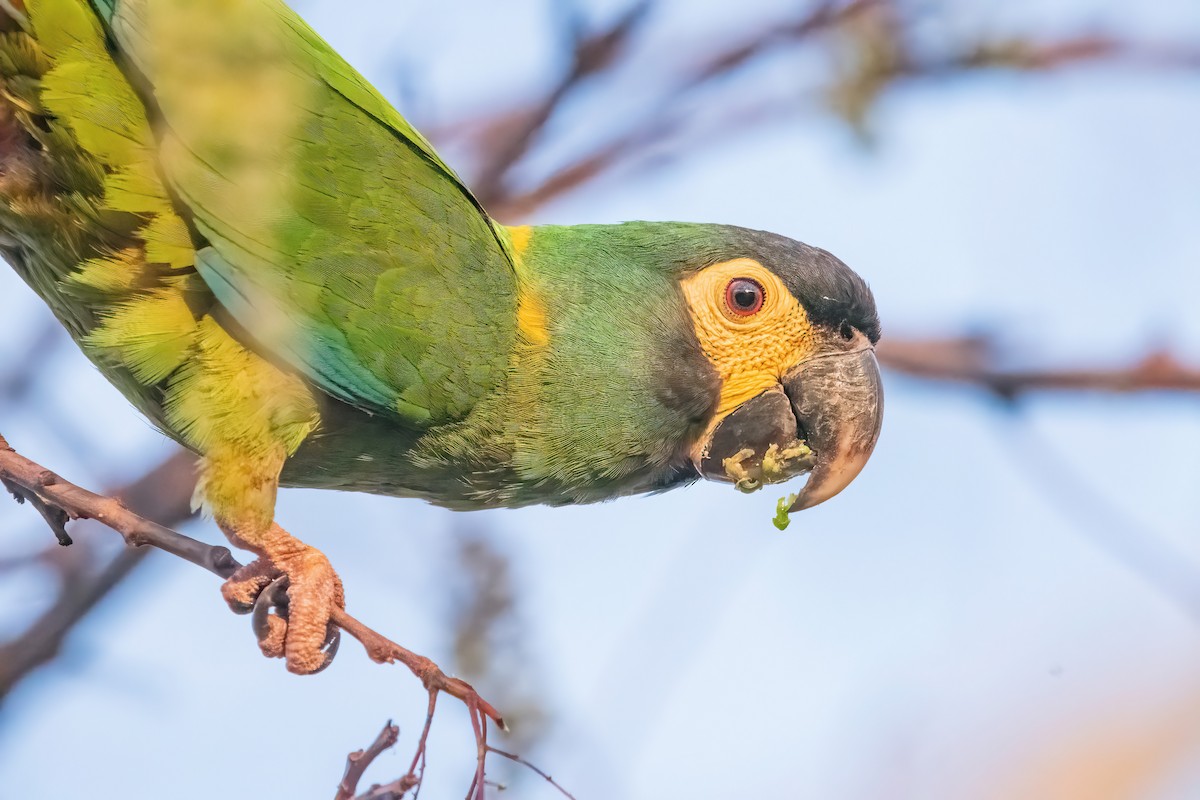 Yellow-collared Macaw - ML641773666