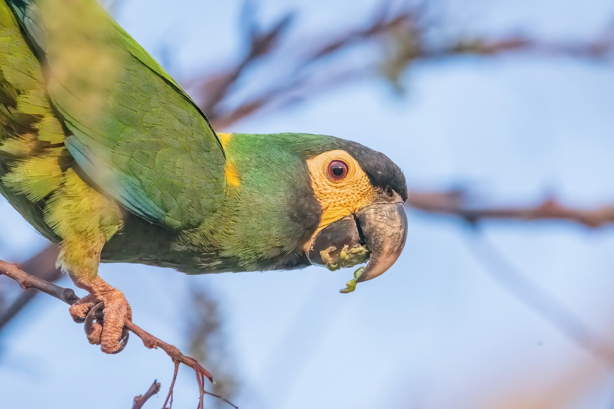 Yellow-collared Macaw - ML641773667