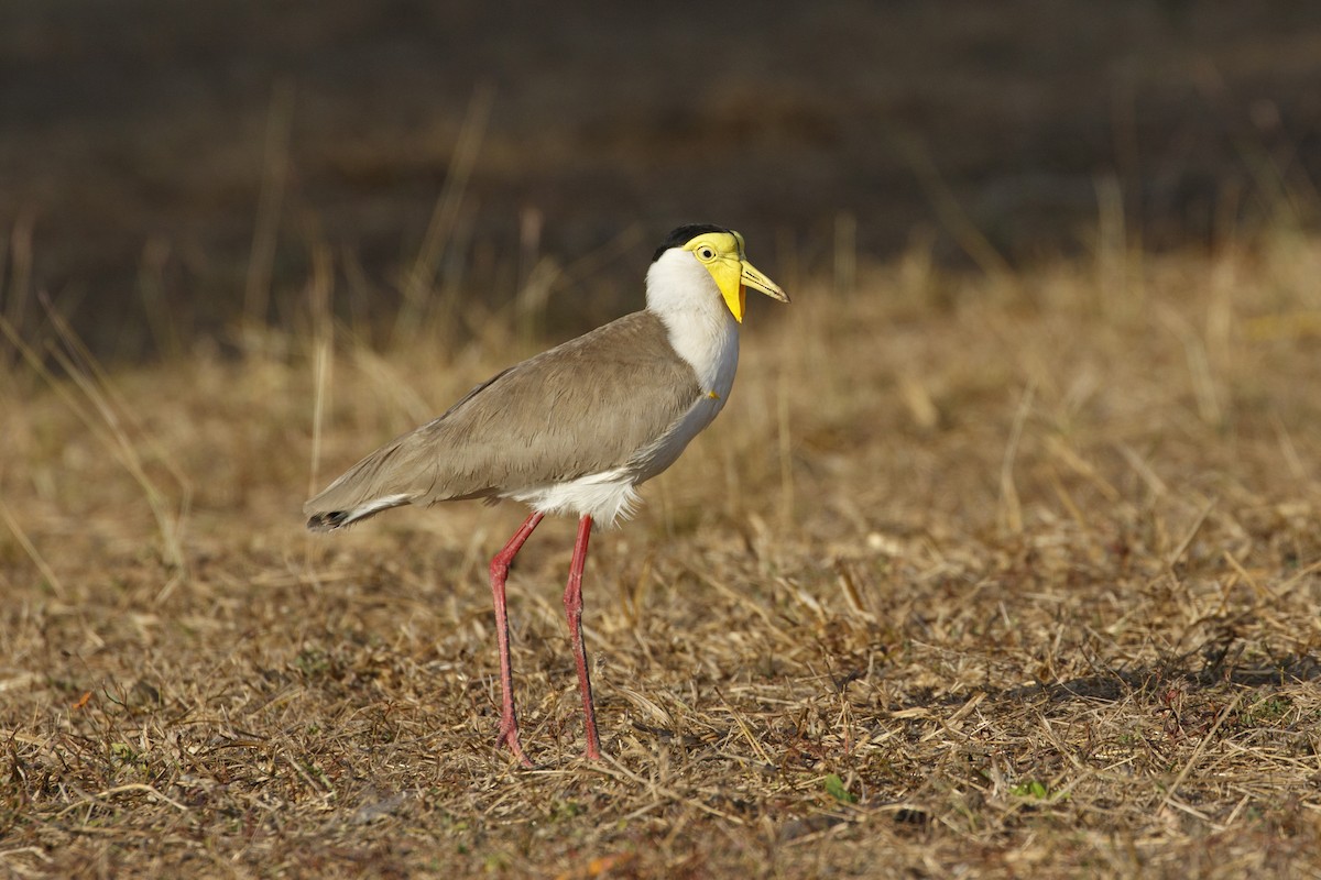 Masked Lapwing (Masked) - ML641773680