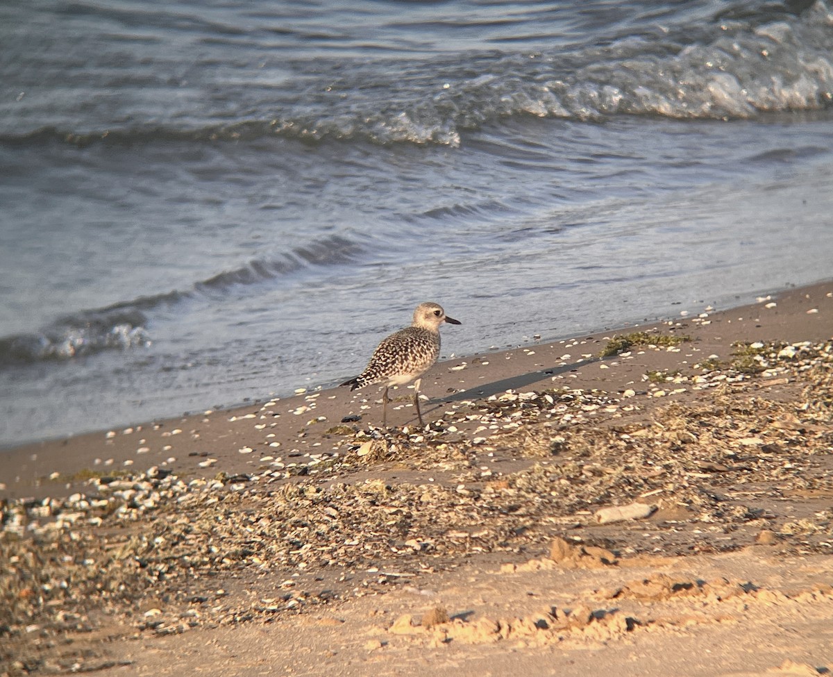 Black-bellied Plover - ML641773684
