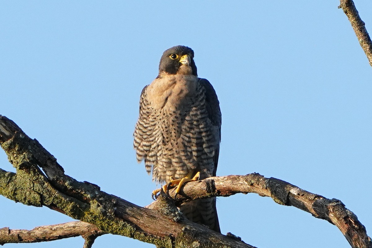 Peregrine Falcon - ML641773699