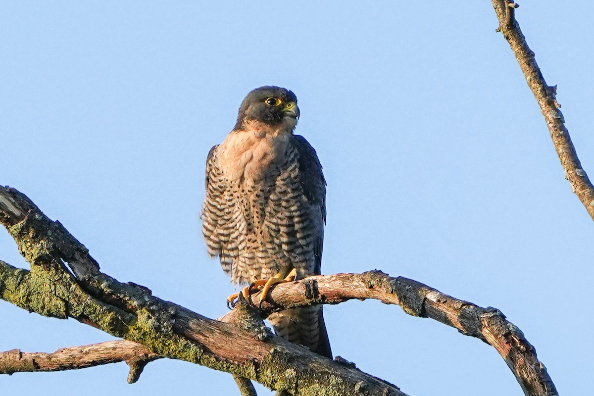 Peregrine Falcon - ML641773700