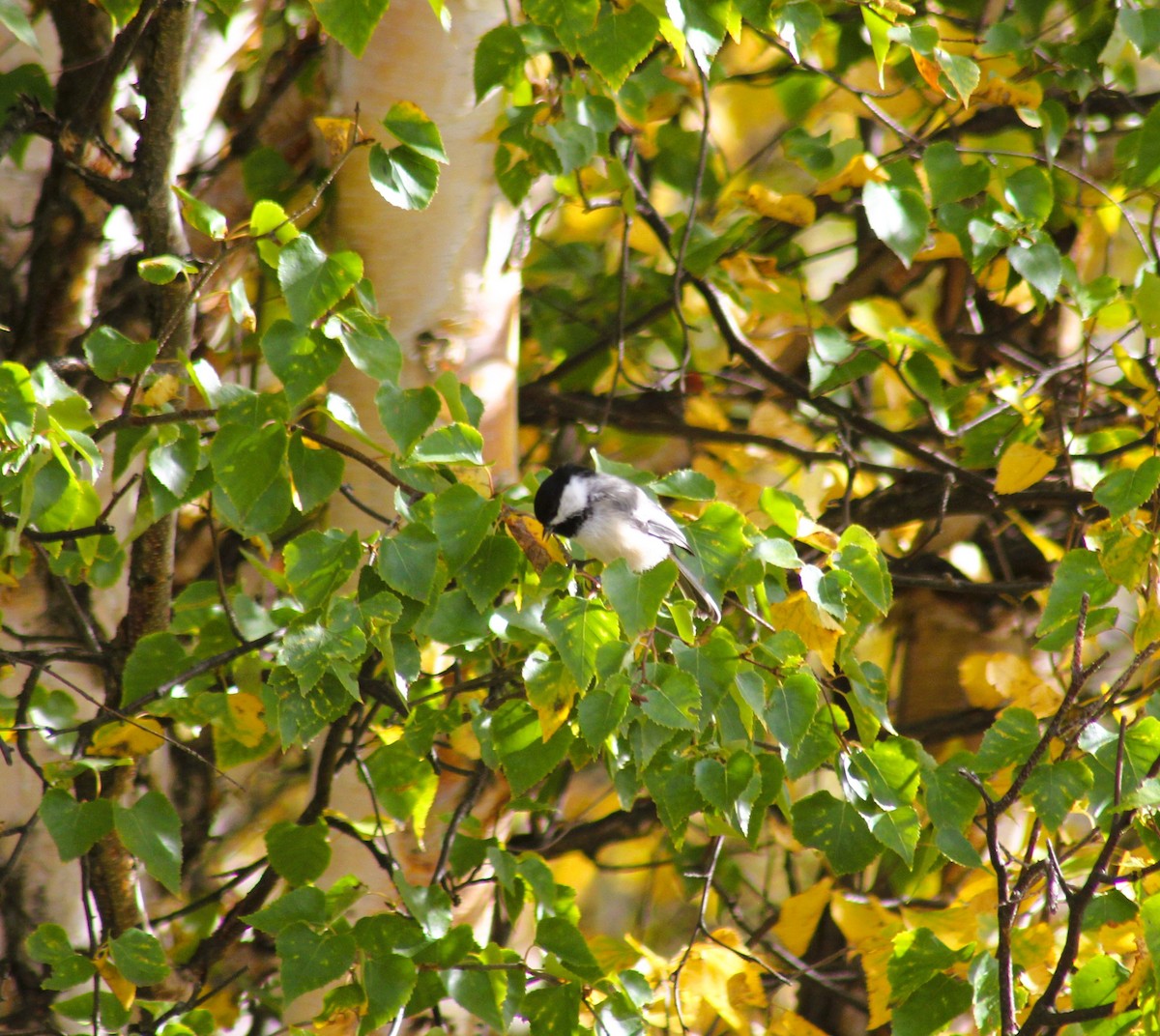 Black-capped Chickadee - ML641773717