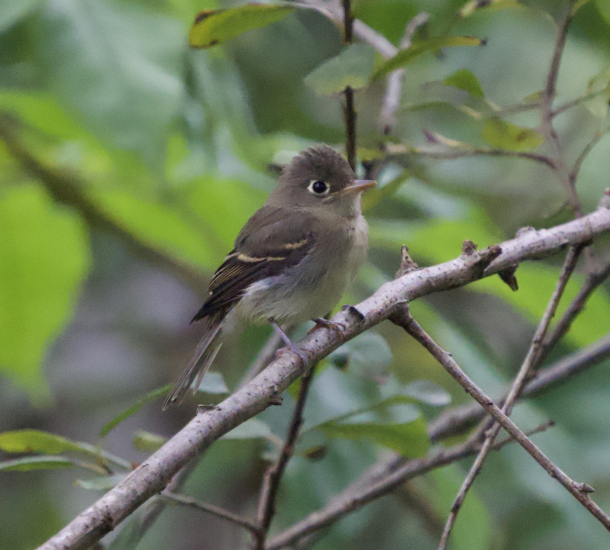 Western Flycatcher (Pacific-slope) - ML641773725