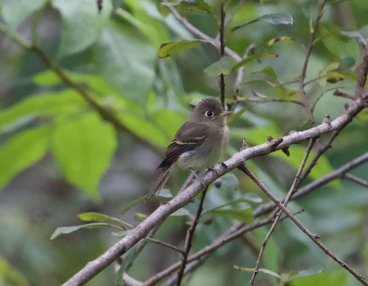 Western Flycatcher (Pacific-slope) - ML641773729