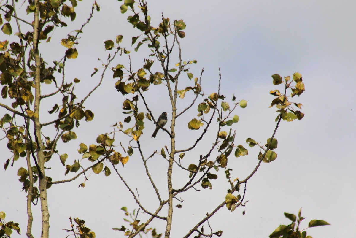 Dark-eyed Junco - ML641773738