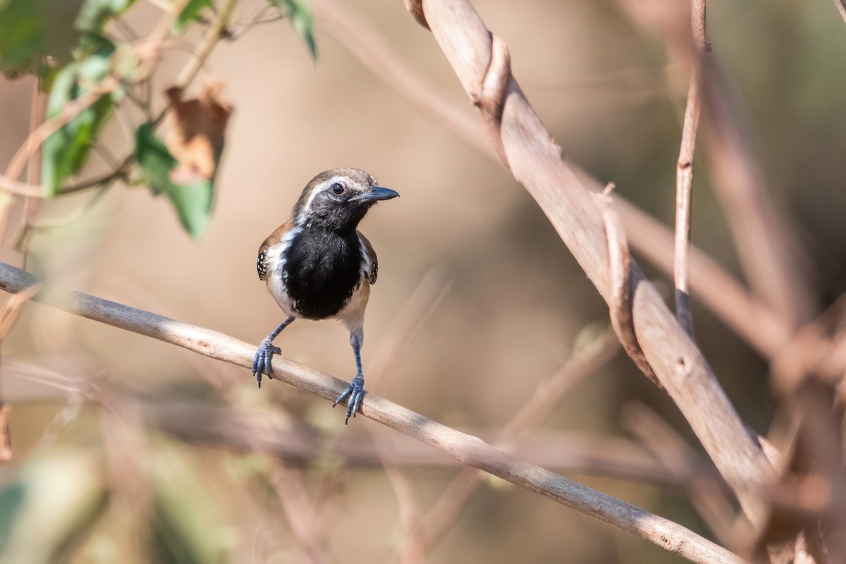 Rusty-backed Antwren - ML641773824