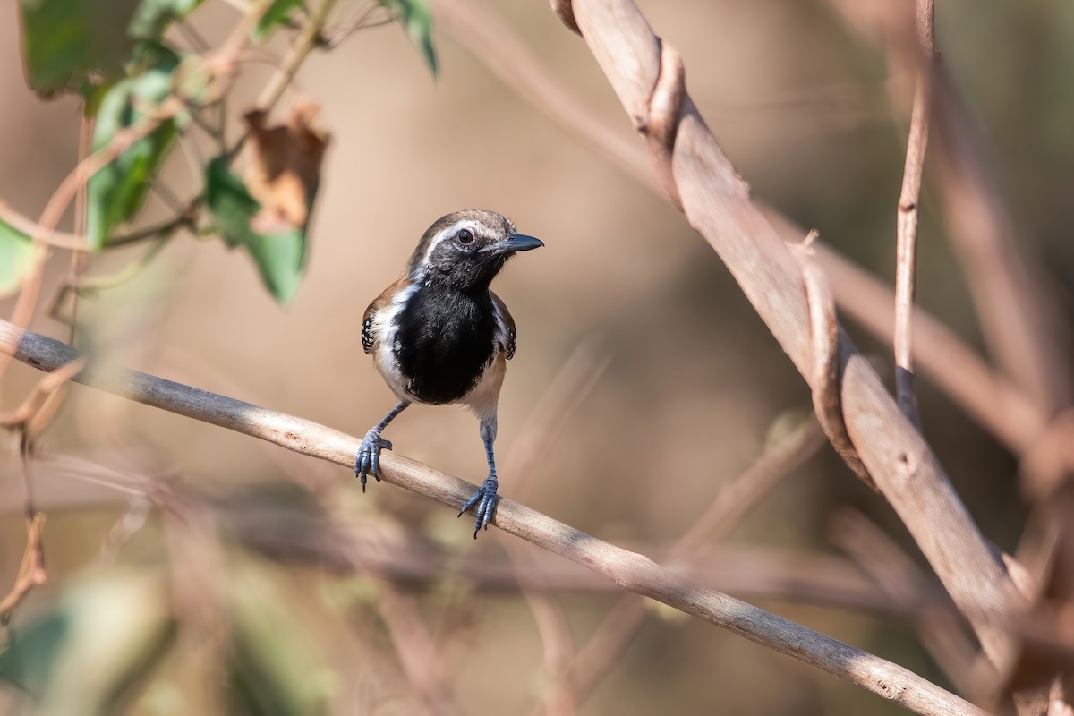 Rusty-backed Antwren - ML641773825