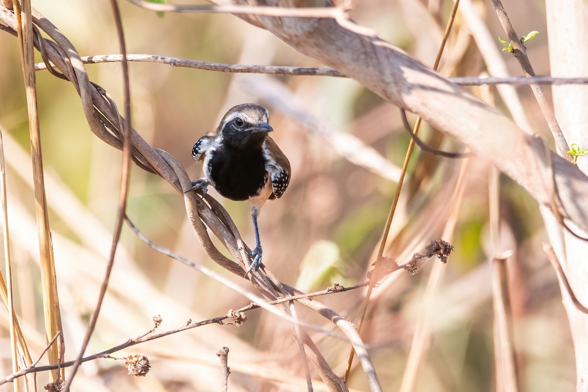 Rusty-backed Antwren - ML641773826